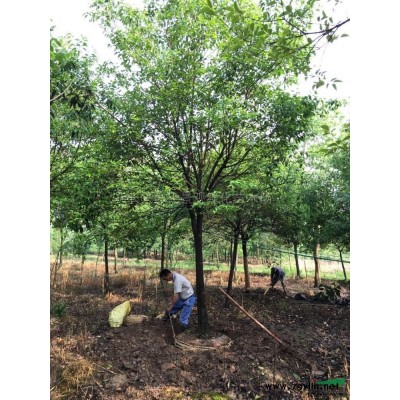 浙江三角楓2介紹/特征/用途