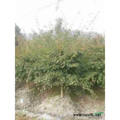 黃金槐供應/黃金槐圖片