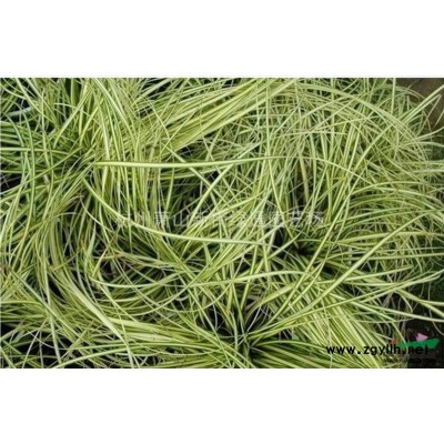 浙江蕭山蜀檜/檜柏/塔柏