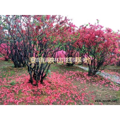 安吉球型映山紅出售行情報價/安吉球型映山紅出售圖片展示