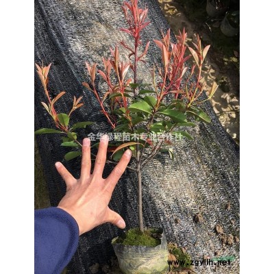 紅葉石楠杯苗價格0.33元一株