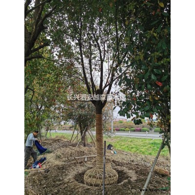 浙江供應5-14公分娜塔櫟 浙江娜塔櫟價格 湖州娜塔櫟規格*