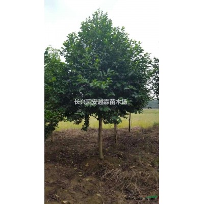 湖州供應大量4-6公分娜塔櫟