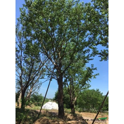 優質特價三角楓3產地直銷