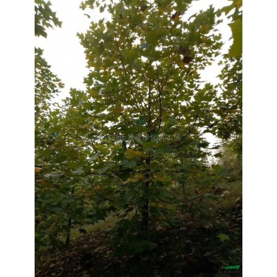 浙江馬褂木4批發/供應