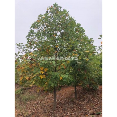 浙江馬褂木3介紹/特征/用途