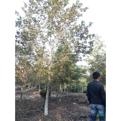 浙江[紅葉石楠球]/浙江紅葉石楠球3價格/報價