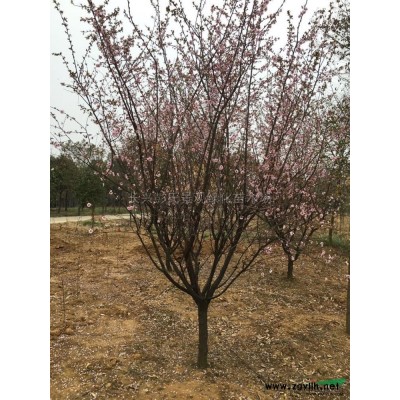 2018年浙江楓香2*新報價