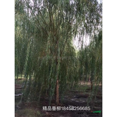 櫻花行情報價\櫻花圖片展示