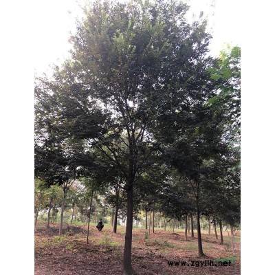 桂花報價/浙江桂花報價