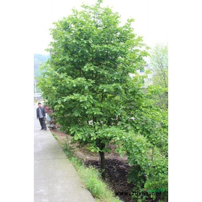 紅梅*新價格/紅梅報價