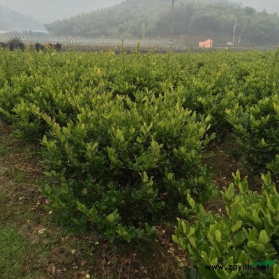 寧波珊瑚基地 大量批發(fā)供應(yīng)珊瑚樹 浙江珊瑚供應(yīng)商