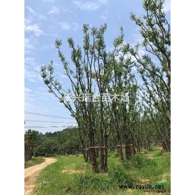 長(zhǎng)興容器楊梅 浙江容器楊梅價(jià)格/批發(fā)