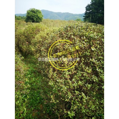 映山紅供應行情報價/映山紅供應圖片展示