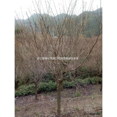 冠幅150美人茶基地 特價美人茶供應