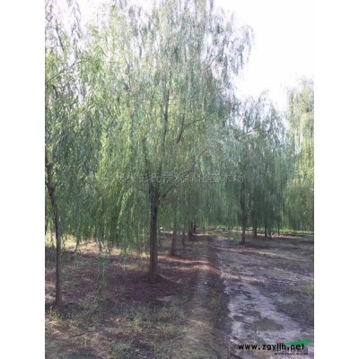 浙江馬褂木5介紹/特征/用途