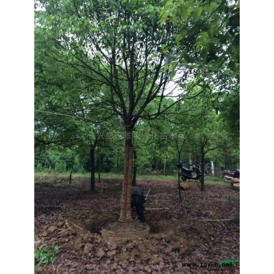 馬褂木2圖片/馬褂木2報價