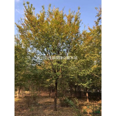 紅葉石楠3行情報價\紅葉石楠3圖片展示