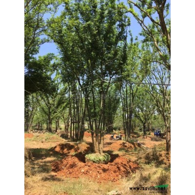 紅葉石楠報價/浙江紅葉石楠報價