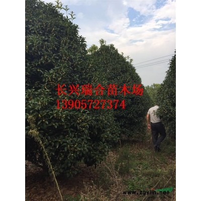 浙江長(zhǎng)興容器假植移栽精品楊梅樹(shù) 浙江楊梅樹(shù)基地