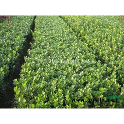 供應金邊黃楊球