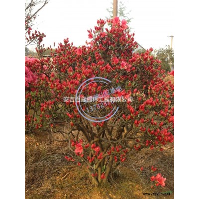浙江大量出售安吉球型映山紅價格/報價