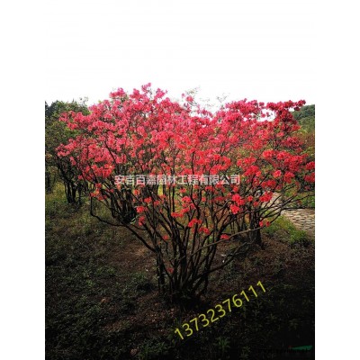 浙江大量映山紅出售介紹/特征/用途