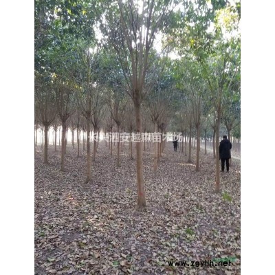浙江現訂現挖長興娜塔櫟