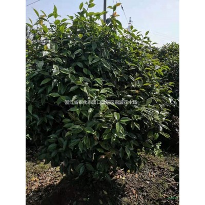 浙江供應冠幅150高度180美人茶出售