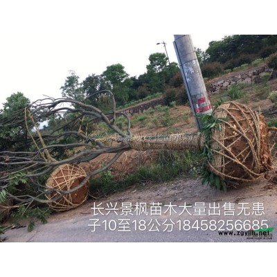 浙江玉蘭2批發(fā)/供應(yīng)