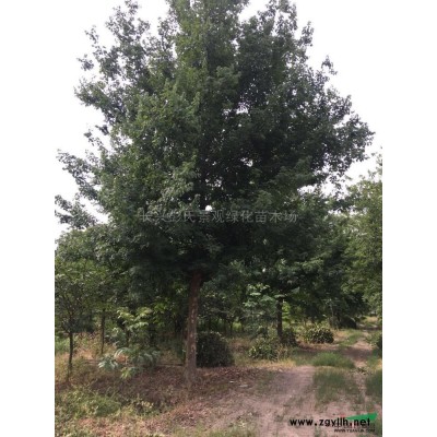 優質特價馬褂木產地直銷