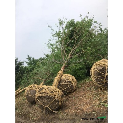 楊梅樹供應/楊梅樹圖片