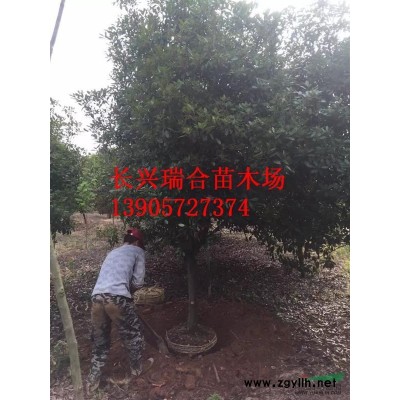 浙江紅梅價(jià)格2500元每株