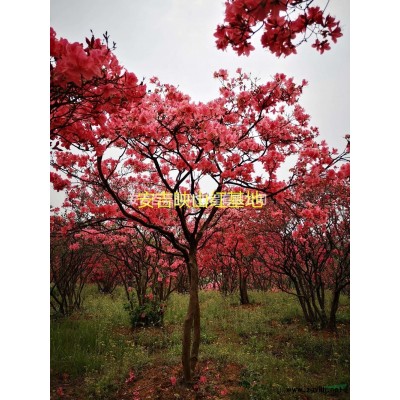 2021年浙江全冠映山紅出售新報價