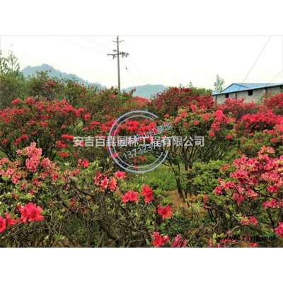 大小規格浙江映山紅基地