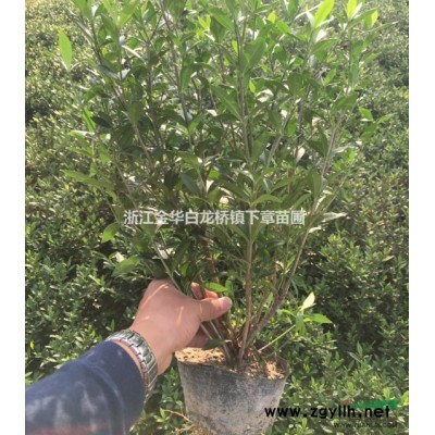 紅葉石楠杯苗哪里好/哪家便宜_金華綠程苗木專業合作社