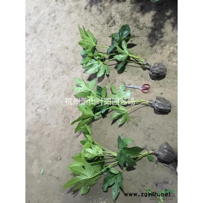 浙江花石榴介紹