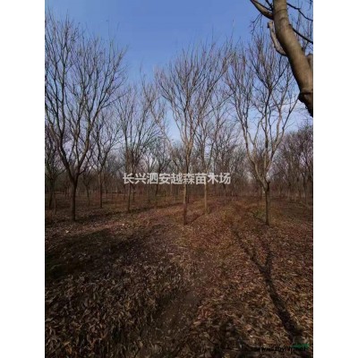 浙江長興娜塔櫟樹型優價低
