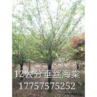 紅梅報價/浙江紅梅報價