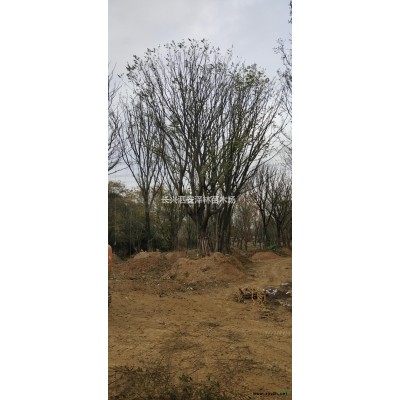 浙江湖州叢生榔榆產(chǎn)地直銷/浙江叢生榔榆價格優(yōu)惠