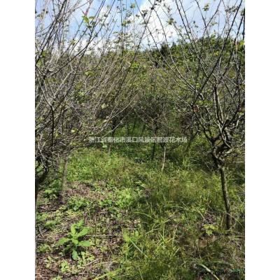 寧波供應美人茶 冠幅150高度180美人茶苗圃