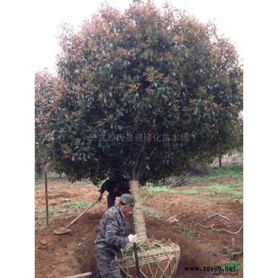 優(yōu)質(zhì)特價(jià)紅梅 浙江紅梅基地 湖州紅梅產(chǎn)地直銷(xiāo)