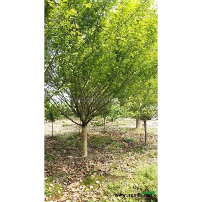 優(yōu)質(zhì)特價(jià)紅果哦冬青 浙江紅果冬青 湖州紅果冬青產(chǎn)地直銷(xiāo)