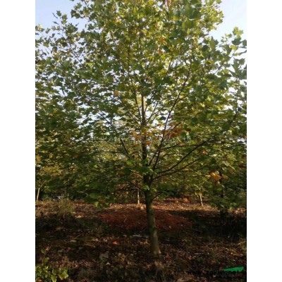 浙江三角楓4信息