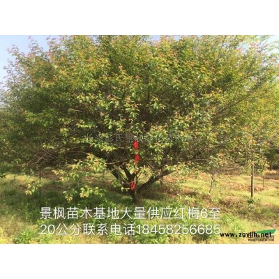 桂花3報價/浙江桂花3報價