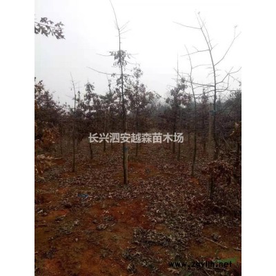 浙江[產品]/浙江5-8公分沼生櫟 娜塔櫟價格/報價