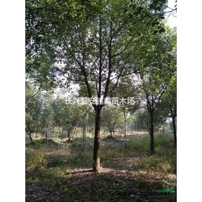 浙江12-18公分櫸樹 浙江櫸樹價格 湖州櫸樹介紹/特征/用途
