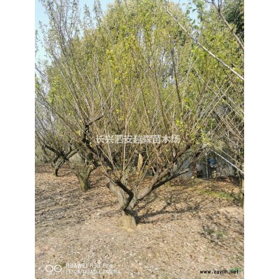 浙江5-10公分叢生櫸樹 浙江叢生櫸樹價格 湖州叢生櫸樹批發/供應