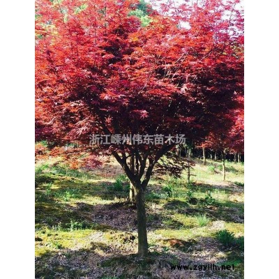 12公分垂絲海棠供應/12公分垂絲海棠圖片供應/12公分垂絲海棠供應/12公分垂絲海棠圖片圖片