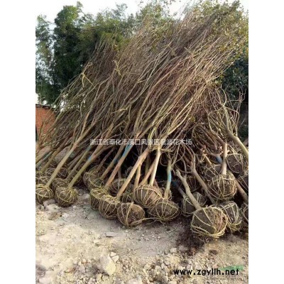 優質特價紅楓產地直銷 15公分紅楓價格 18公分紅楓特價